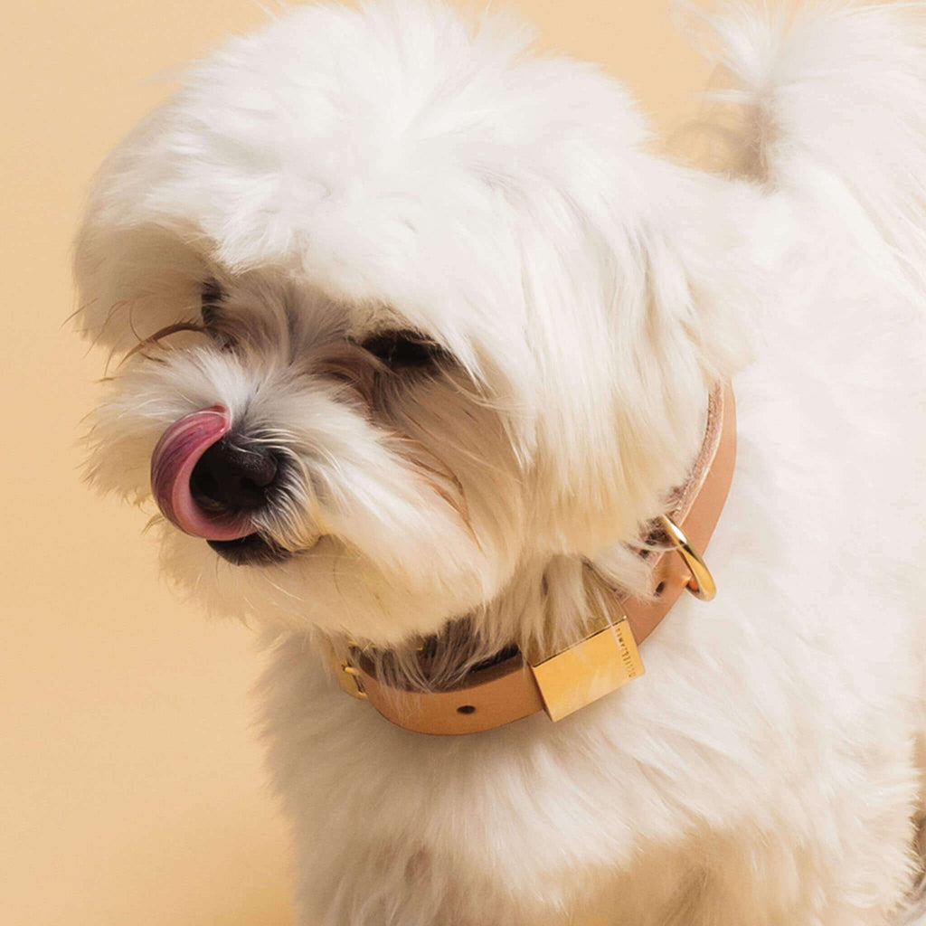 Camel Leather Dog Collar F456