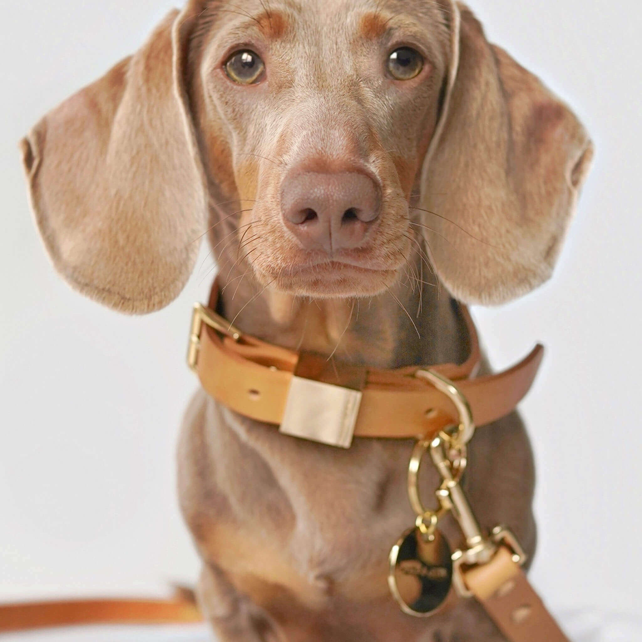Camel Leather Dog Collar F456