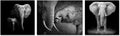 Black and White Elephant Canvas Wall Art Prints, Ready to Hang M21311